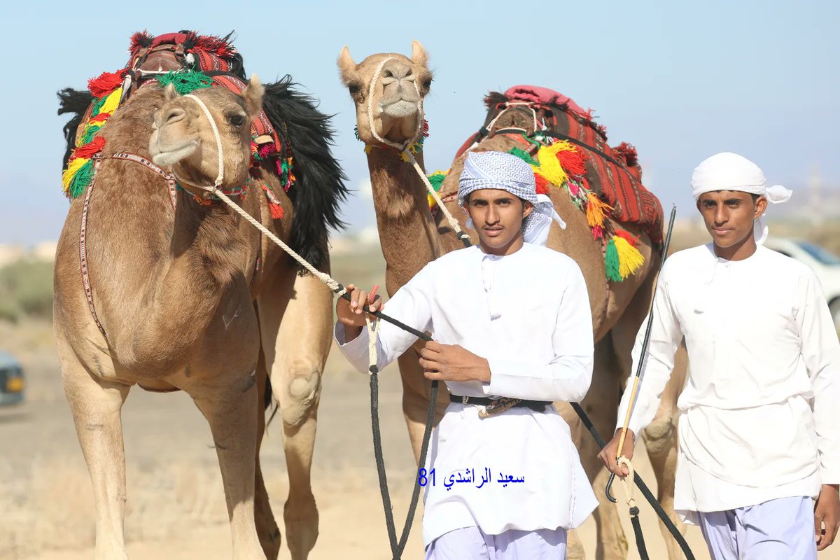 saidrashdi166's tweet photo. حيث كانت المشاركة كبيرة جدا من ملاك الهجن والخيل محافظات جنوب وشمال الشرقية وبحضور جماهيري كبير جدا جزيل الشكر وعظيم الامتنان للفاضل عامر بن علي الشبلي على التنظيم وحسن الضيافة جزاه الله خير تمنايتنما التوفيق والنجاح الدائم لهم . سعيد الراشدي https://t.co/ouF4pyWqEd