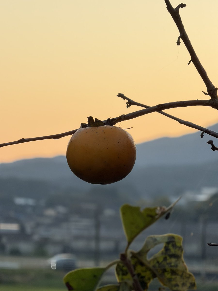 柿の木！美味そうだ。あとでデザートにしよう