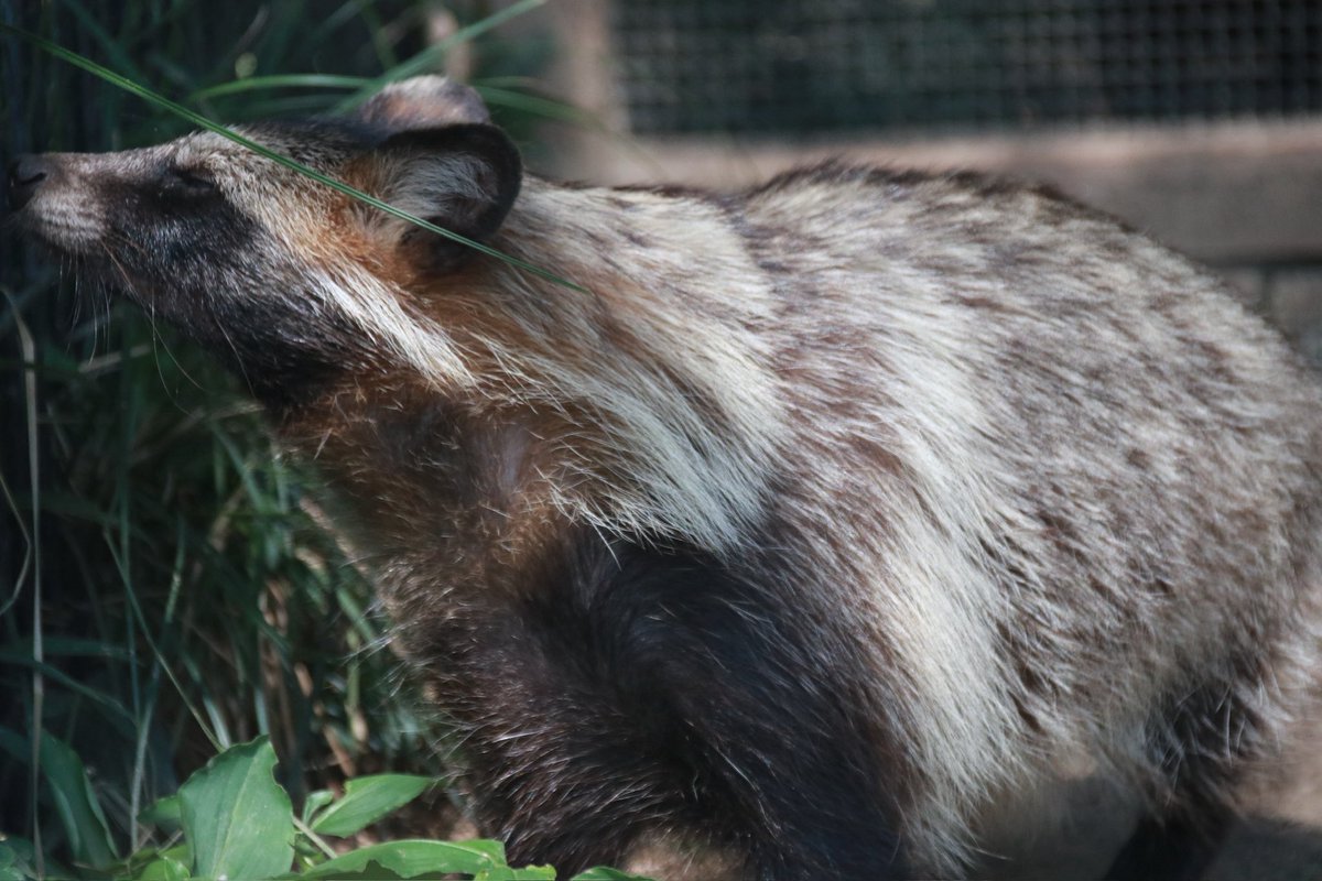 夏の野生味マシマシたぬき #ホンドタヌキ #のんほいパーク #大五郎 2025/08