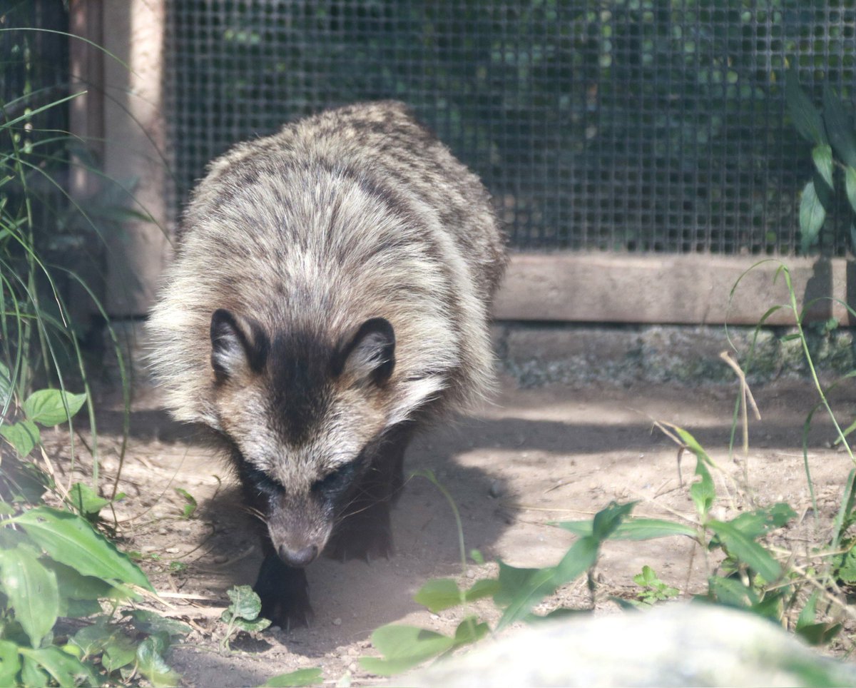 夏の野生味マシマシたぬき #ホンドタヌキ #のんほいパーク #大五郎 2025/08