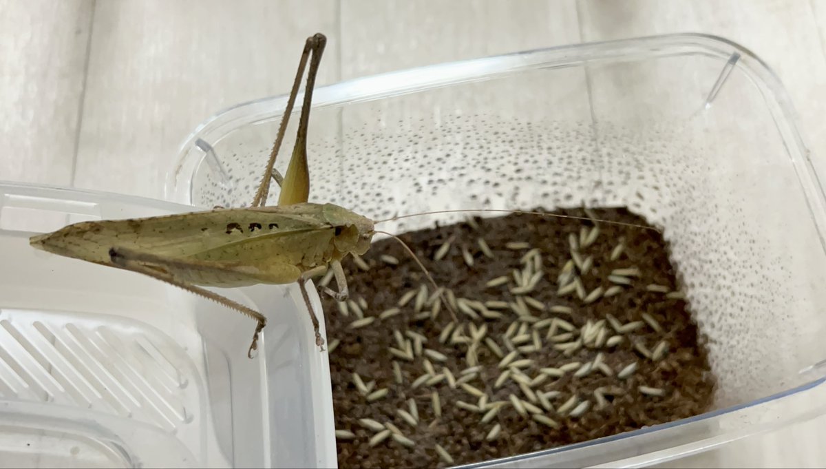 Yabugiris's tweet image. 今日はタイワンクツワムシの採卵もしてました(亡くなる前に私が産みました的な奴を撮りたかった)
カウントは生存してる卵だけしかしていないがそれでも167個もある
今年は変な管理はせずに野外で放置します