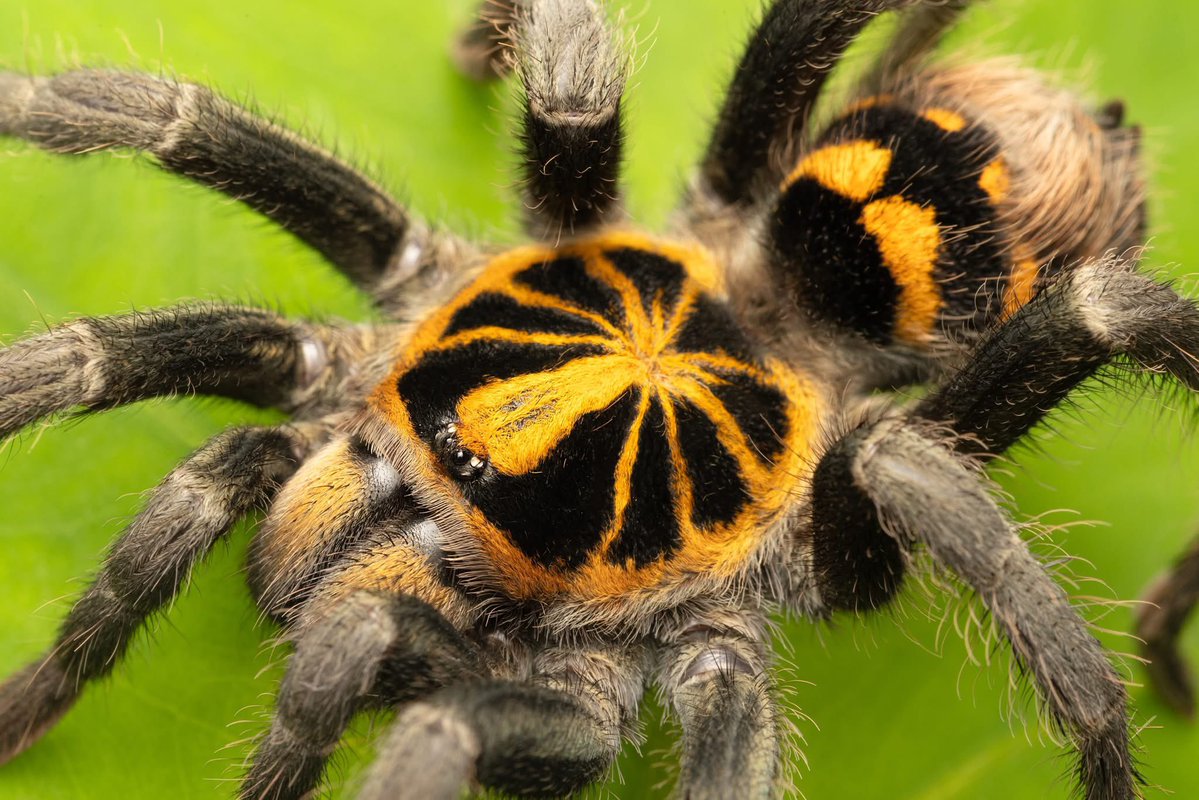 Pumpkin Patch Tarantula!🕷️🎃
One of the most incredible spiders in the world, this Tarantula (Hapalopus sp.) lives in the Ecuadorian Amazon!🌳

When people think of Tarantulas, we mainly think of large, plain coloured spiders, but in the neotropics we enter a world of colour!🧡🖤