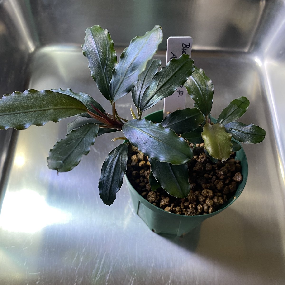 MASA ブセ活中 ホマ (@masamasa07166) / Posts / X