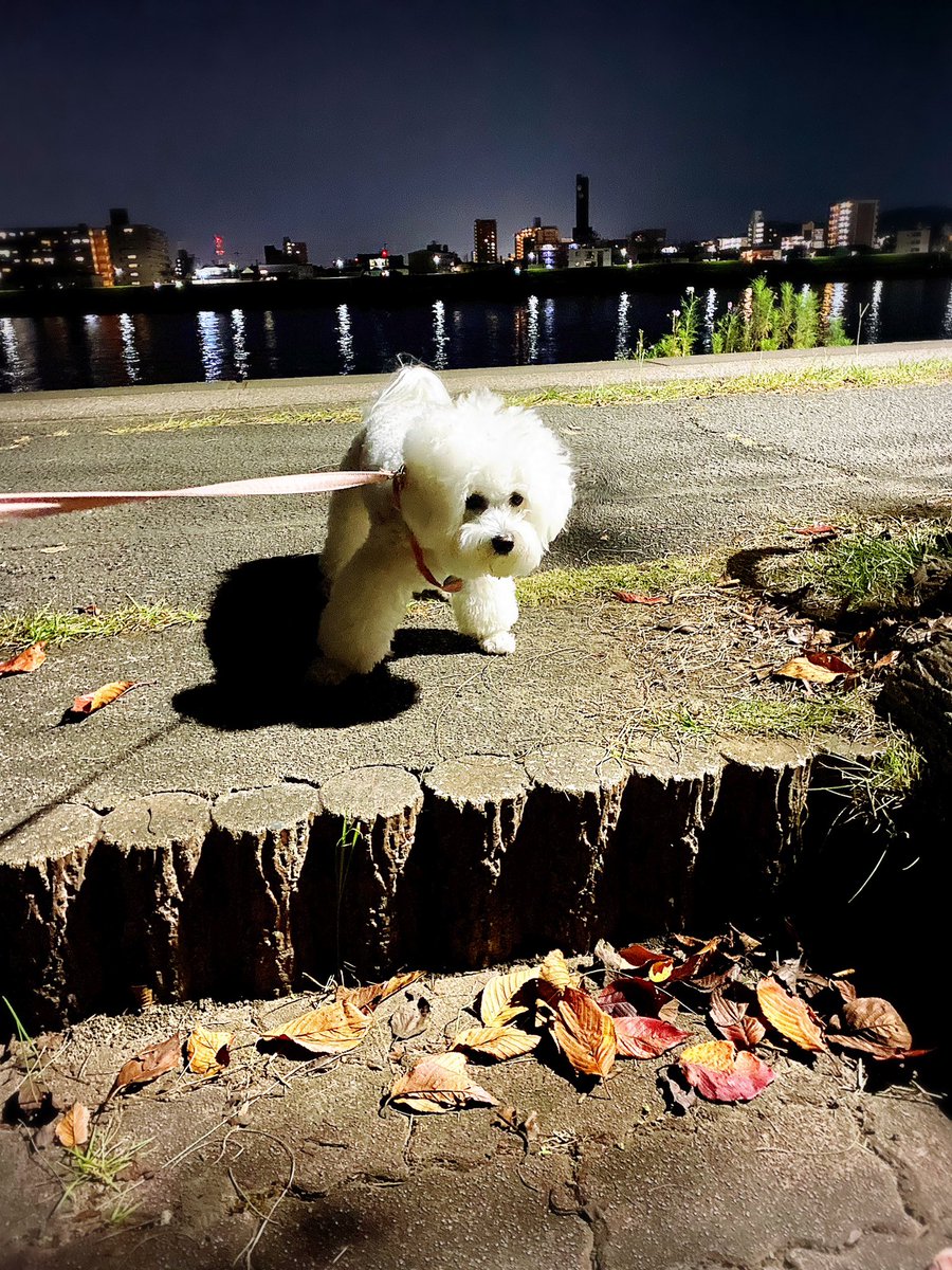 ちいこ (@chi_ko0529) / Posts / X