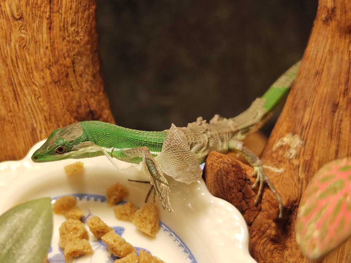 Kou_livingthing's tweet photo. 脱ぎかけさん
#アオカナヘビ “奄美大島”
#takydromussmaragdinus #takydromus
#greengrasslizard
#トカゲ #lizard
#爬虫類 #herptiles https://t.co/Dx5KI5W3fb