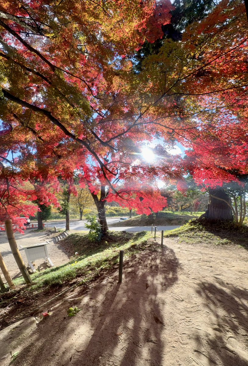 riecchi0211's tweet photo. #賀茂神社
#仙台
#紅葉

見事な色づきでした⛩️🍁
明日もお天気いいから、
観に行ってみて下さい！
西陽に紅葉の葉が透けて綺麗なので
午後の方がオススメかも…☺️

さっきアップしたのを消してしまいました…
イイね👍くださった方、
ごめんなさい🙏 https://t.co/uxTQId0pDj