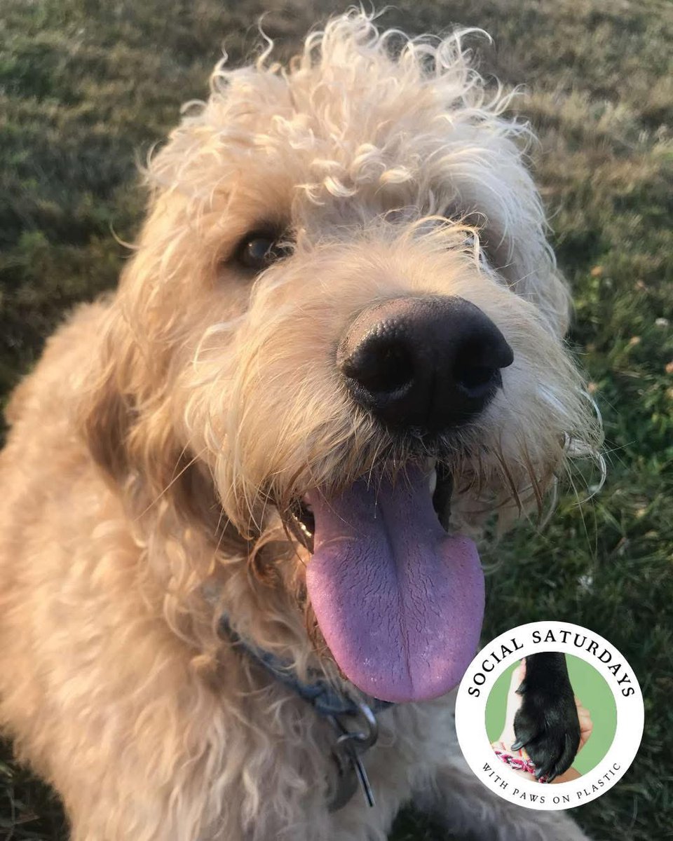 Happy Saturday! Wherever you roam, leave it cleaner &amp; safer than you found it.  It only takes a minute to save an animal from the harm of #litter.

Who can you tag below to join us?

#SaturdayVibes #protectanimals #dogsofx #dogcharity #socialsaturday