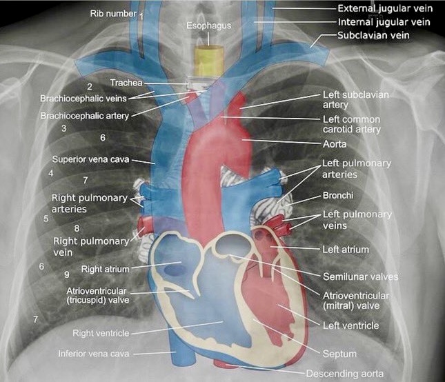 Dr Heythem ALZAMEL, FACS; الدكتور هيثم الزامل tweet media