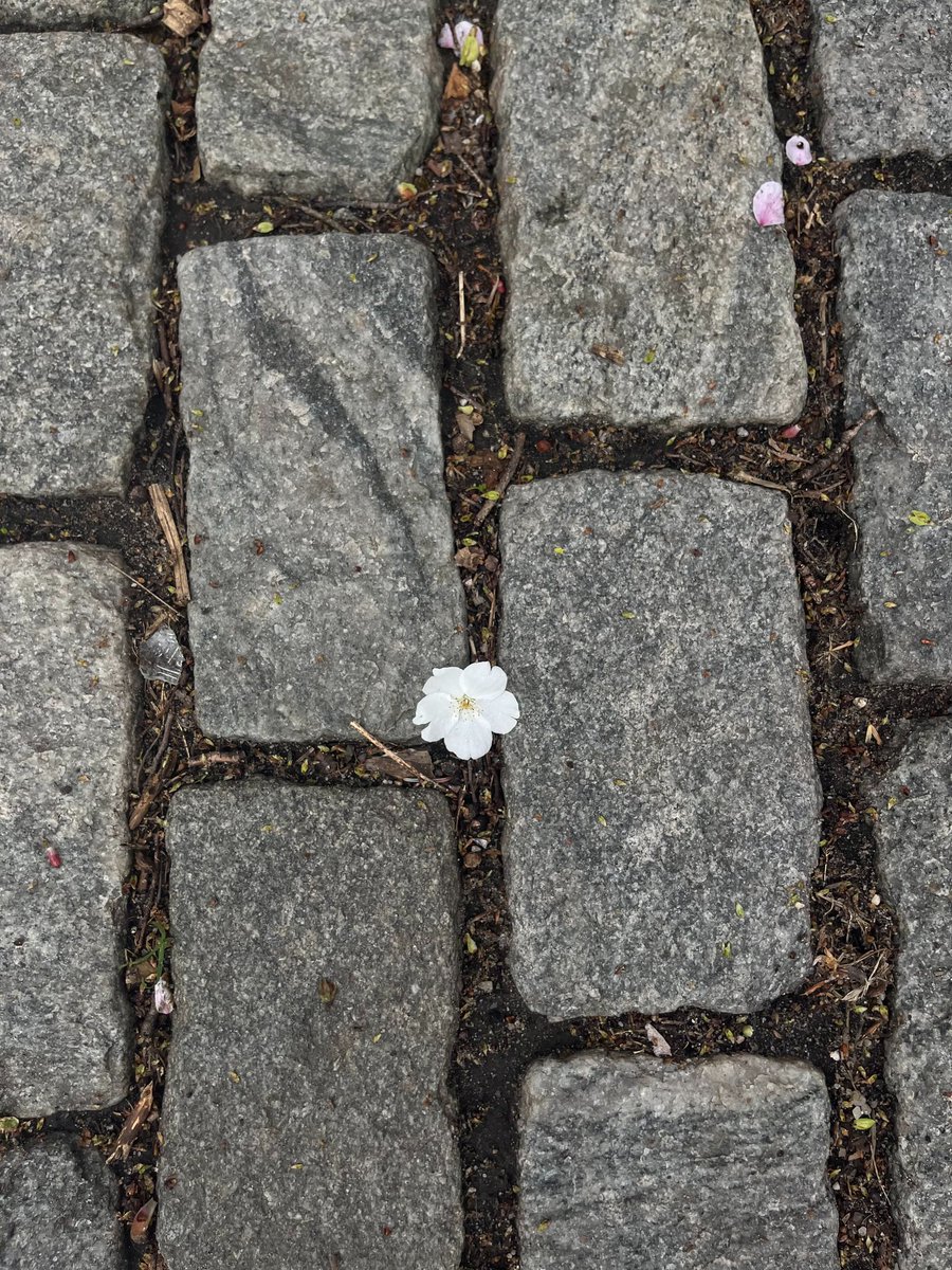 heart_jpg's tweet photo. may all your trials end in full bloom https://t.co/ceqfCcblLd