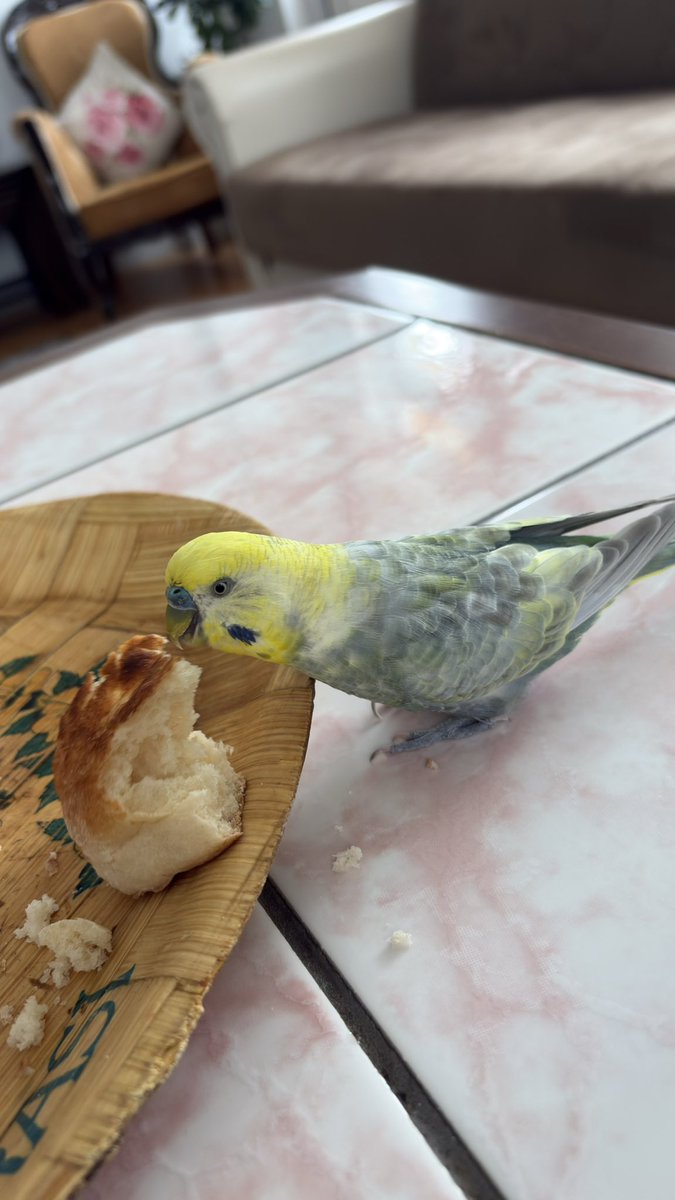 Kuşlara ekmek vermeyin diyenlere boncuğumun cevabı:

“Sen sağlık bakanı mısın!?
Burun boğaz kulak doktoru musun!?
Sen akciğer doktoru musun!?” 🤭

#günaydın #cumartesi