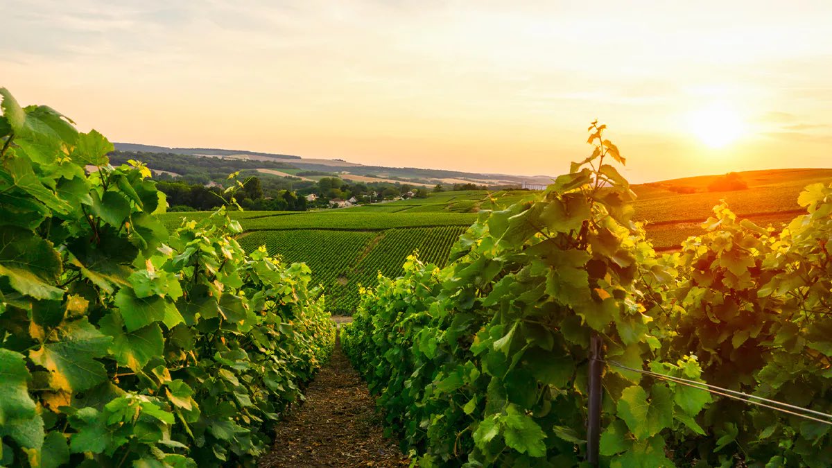 TOTAL SOUTIEN AUX VITICULTEURS 🍇 

La viticulture ne concerne pas que le vin 🍷 ..  !! 

La viticulture est souvent associée, à tort, uniquement à la production de vin. Pourtant, son domaine d’action est bien plus vaste et ne se limite pas à la transformation du raisin en