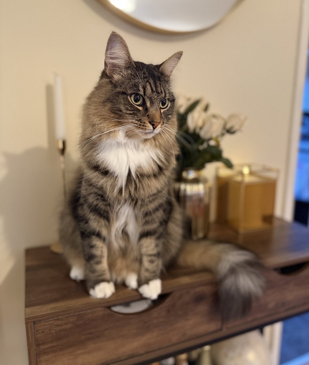 Thor's been a bit overwhelmed with all the attention since Chloe joined the crew. She's always chasing him around. Guess it's his fault for being so handsome. #Caturday