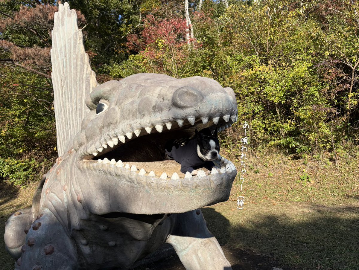 bosterri_anne's tweet photo. もう少しノってくれると助かります😅 https://t.co/7PudGyv4aP