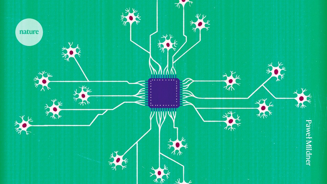 Lago72's tweet image. The computers that run on human brain cells.

Move over silicon: scientists want to use neurons to make powerful computers with minuscule energy needs.

buff.ly/eIfh65n
v/ @Nature