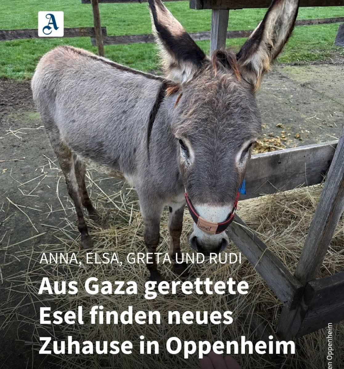 Wenigstens die Esel, wenn schon keine Kinder und Frauen