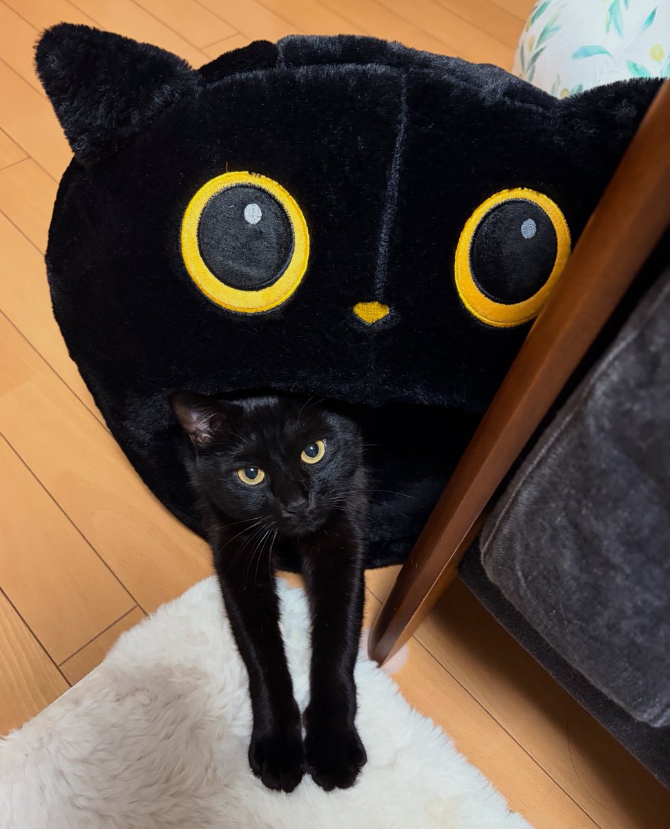 飲み込まれた猫。

#黒猫