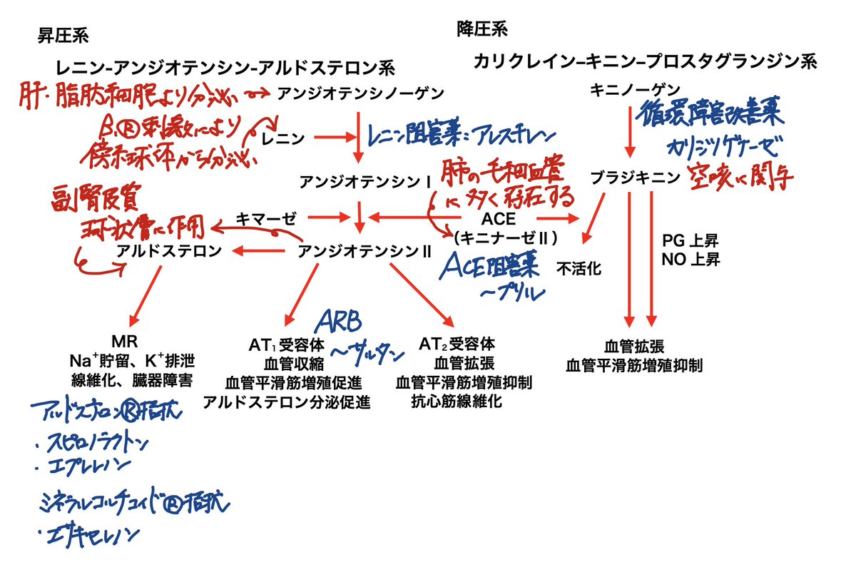 薬学ラボ (@yakugakulab1) / Posts / X