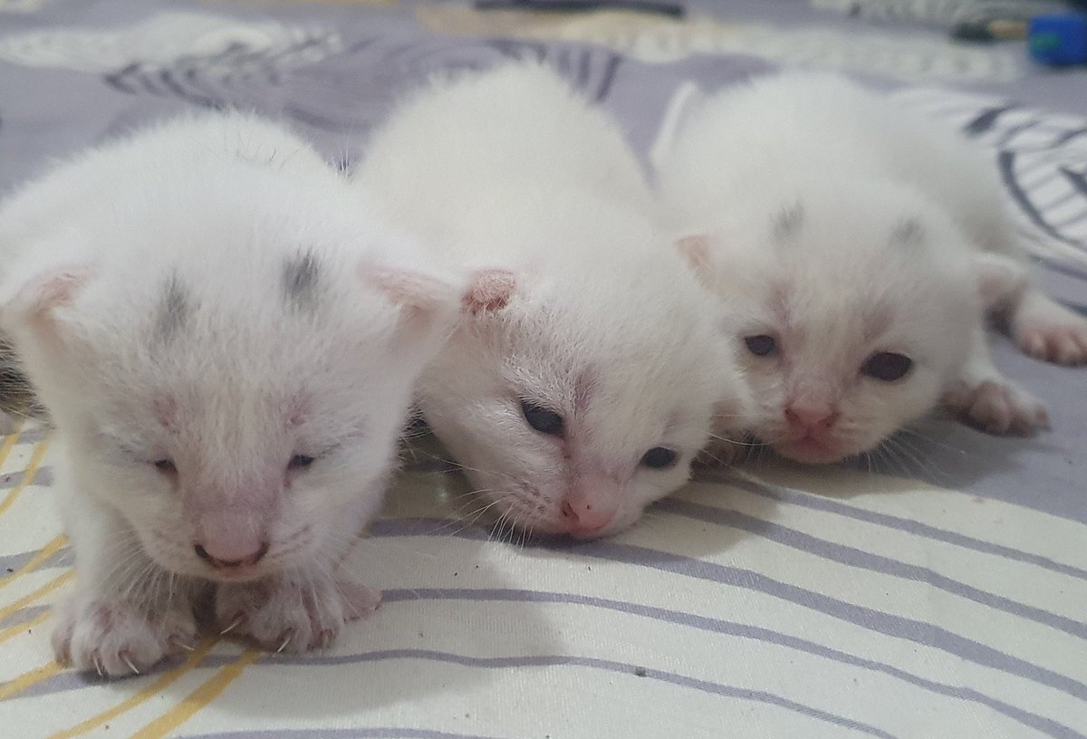 iflejay's tweet image. susu?