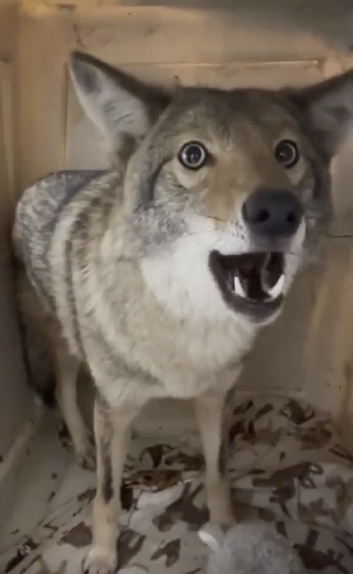 “Oh hey lemme show you my new vanity plate I got!”

“That will make you easier to track”

“…No shit, it’s a fucking license plate. That’s what they DO”