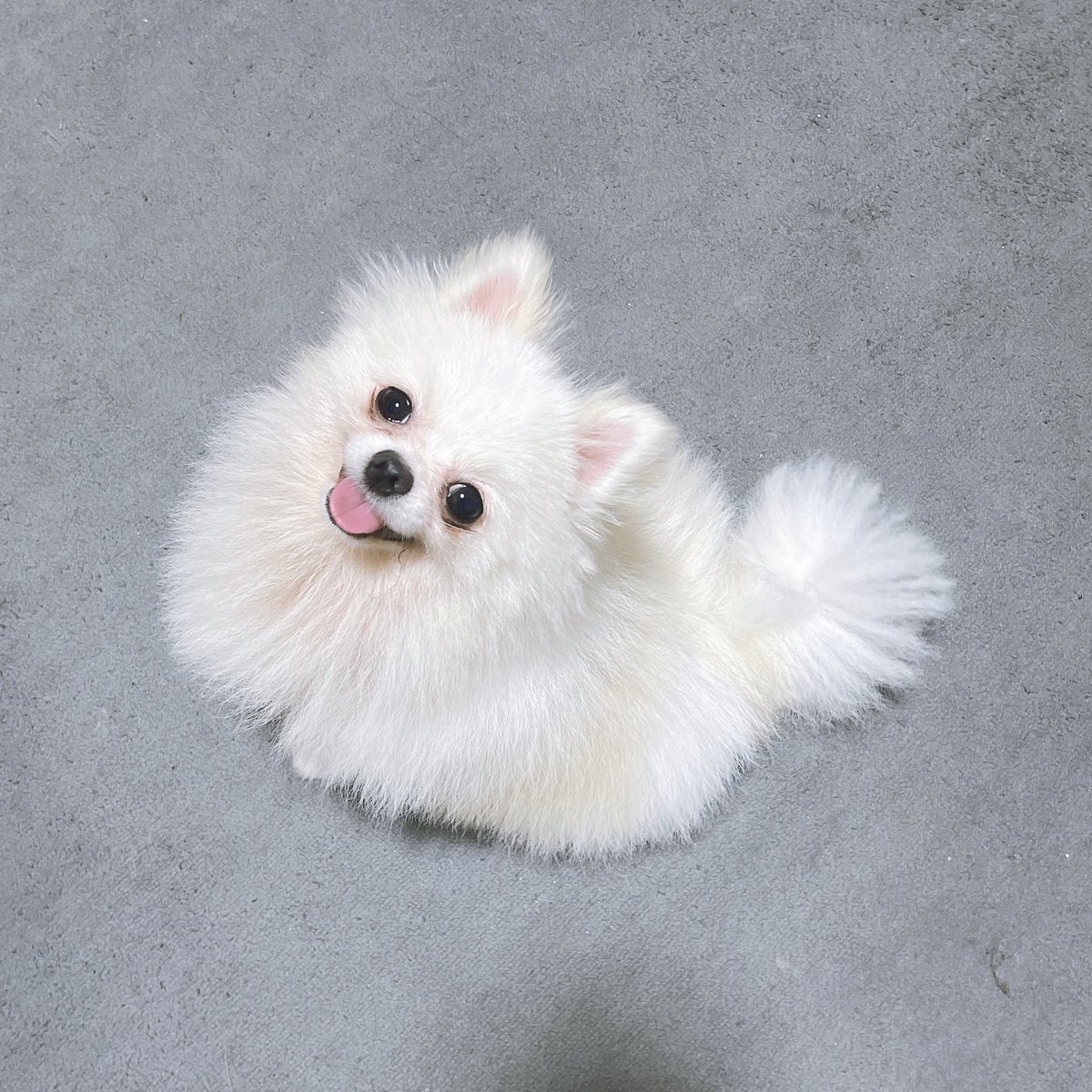 ひなぴよ🐣❕11/25生誕祭 (@piyopiyo_1125) / Posts / X