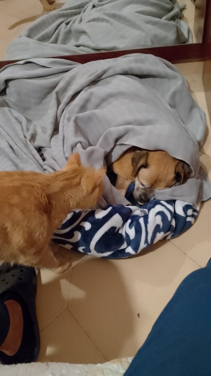 #QUESITO ACOGIDO!!
Por fin en un hogar maravilloso .
Mil gracias Azucena por abrir las puertas de tu casa y de tu corazón .
Mil gracias a Natalio y Pilar por hacerlo posible .