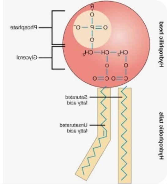 vvjfhwuqo's tweet image. LEE KNOW ESTA POSANDO IGUAL QUE UN FOSFOLIPIDO