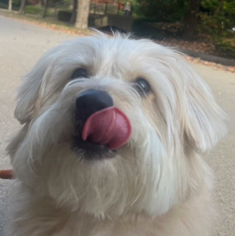 boss_no1_'s tweet photo. サツマイモ食べた後の
幸せそうなボス

#食欲の秋
#犬好きさんと繋がりたい https://t.co/O8KsHBv1AW