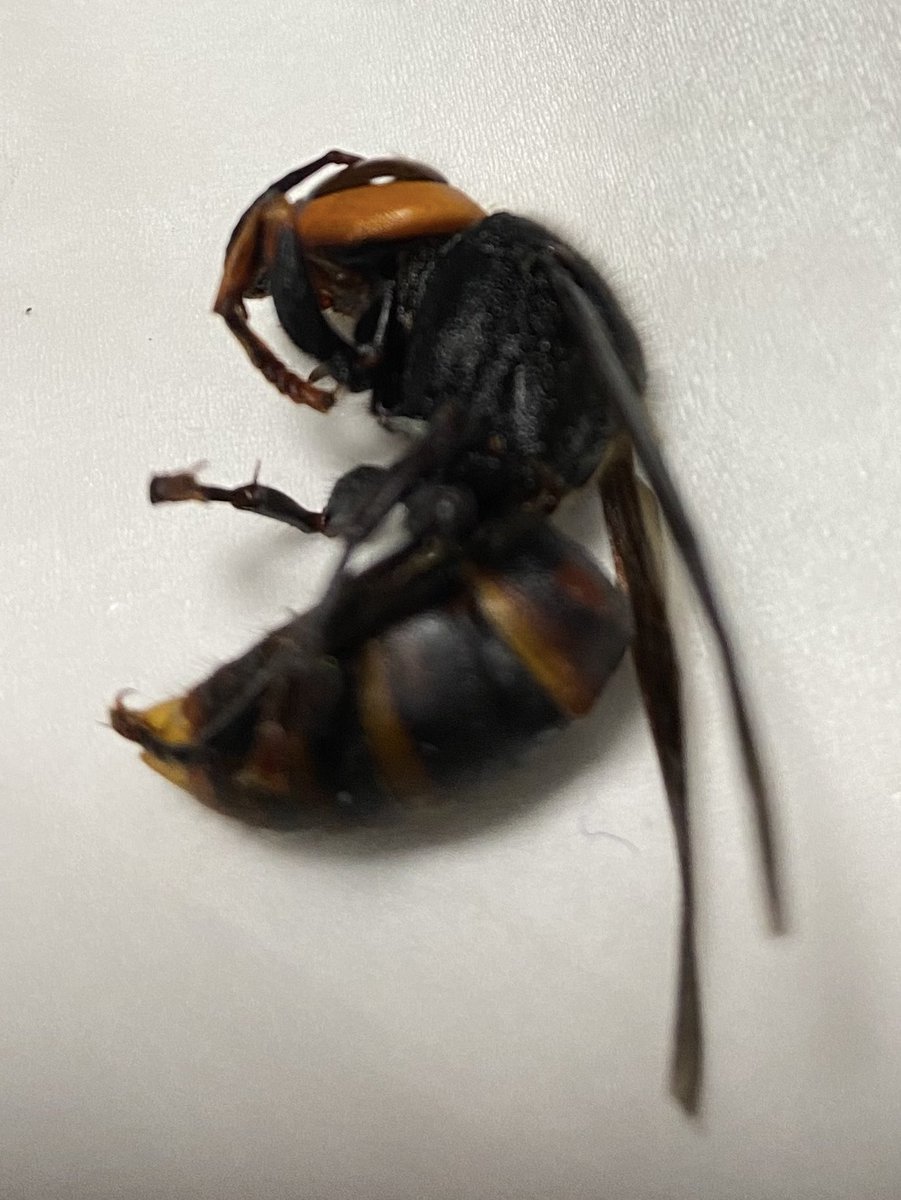 洗濯物に入り込んでたハチに刺された…これって、もしやもしやスズメバチ？