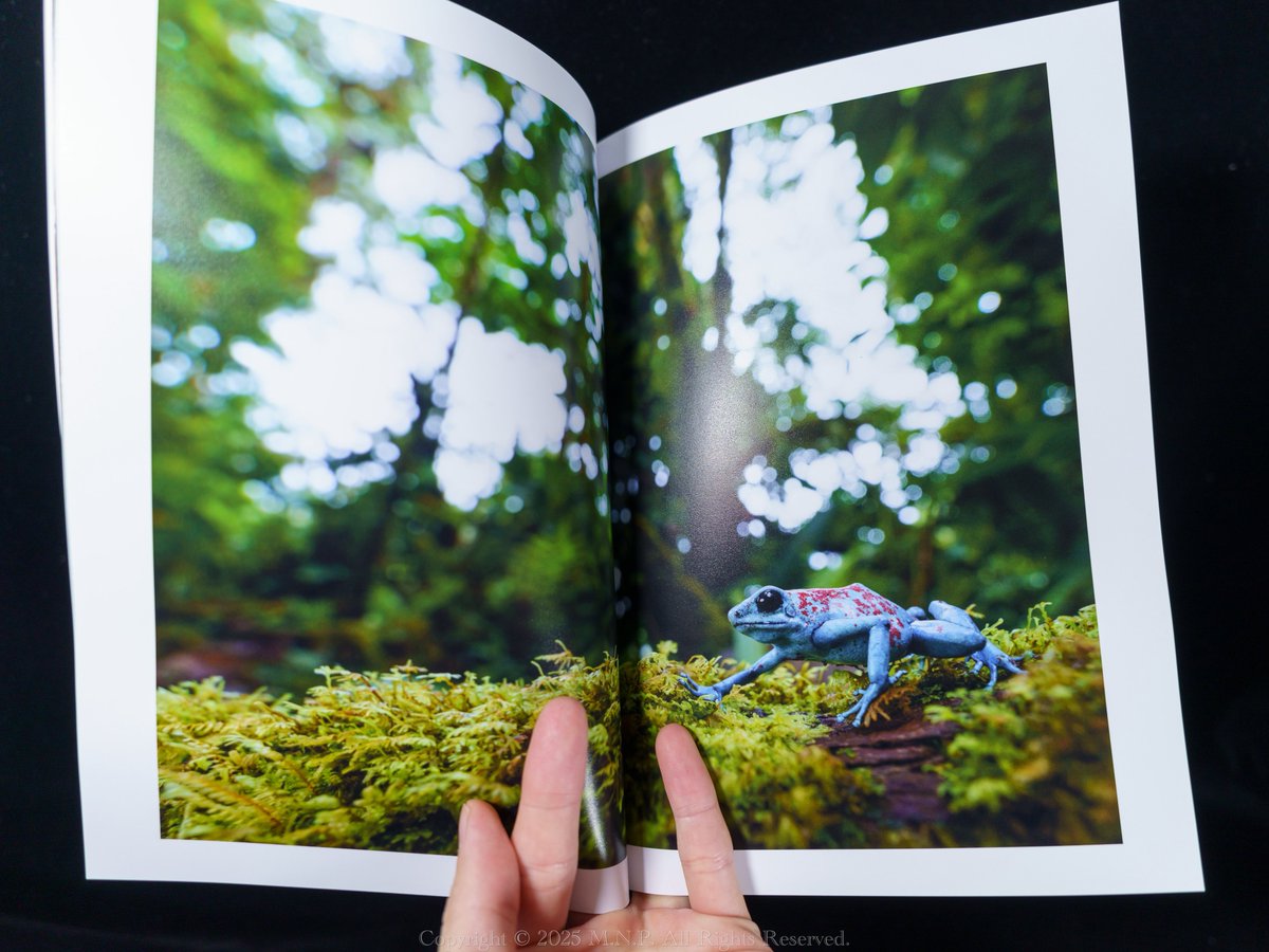 コロンビアでのヤドクガエル探しの旅をまとめた写真集『Journey』がよーやっと完成しました！

現地にヤドクガエルを観に行く、という幼い頃からの夢を叶えた際の感動を伝えられたらなと思いを込めて制作しました。

前作よりボリュームアップしてB5,48p！

販売に関しては後日告知予定です！