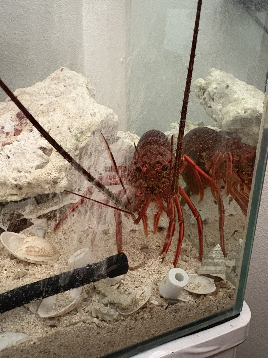 息子が地元のお祭りでもらってきたザリガニ。