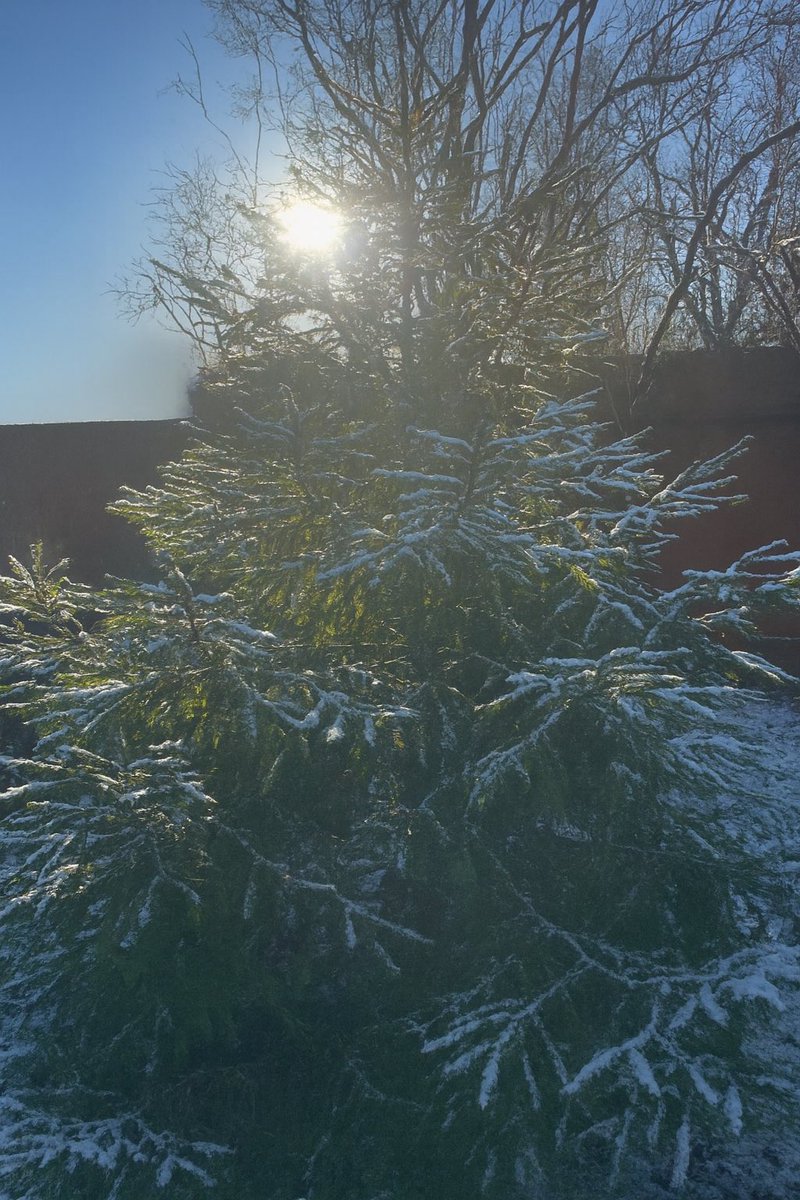 pinecanvasblog's tweet image. First glimmer of snow 
And a sun after being in hiding since “god knows when” 

I guess winter is closer than I like 
     But at least there’s sun

#winteriscoming