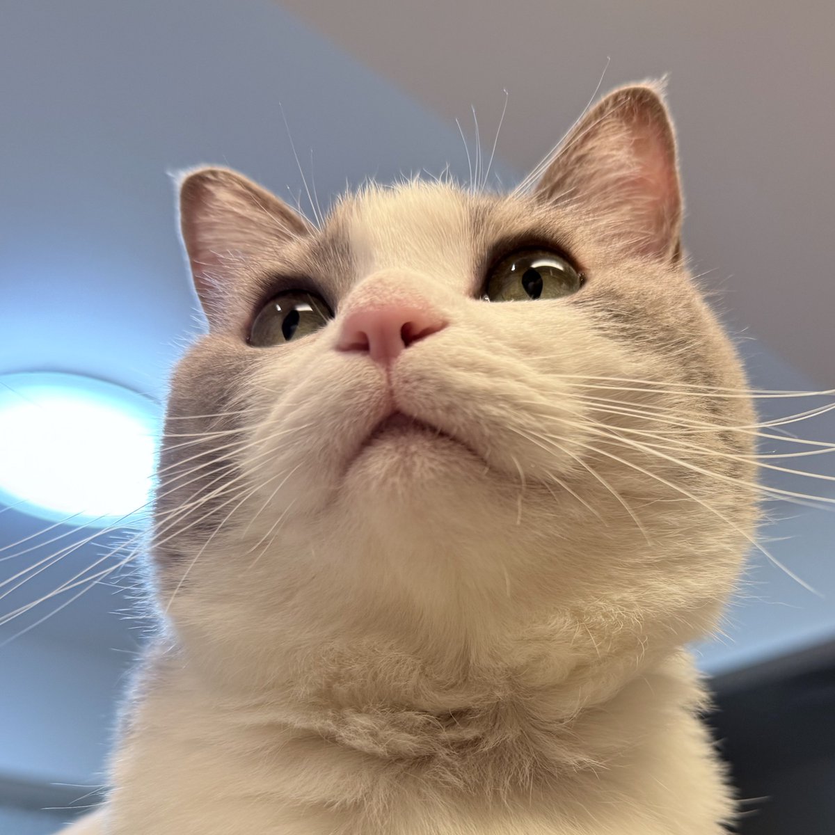 マロ断捨離中(*´︶`*)ฅ♡ ❤︎❤︎❤︎ Just when I thought I was having a good day off, my