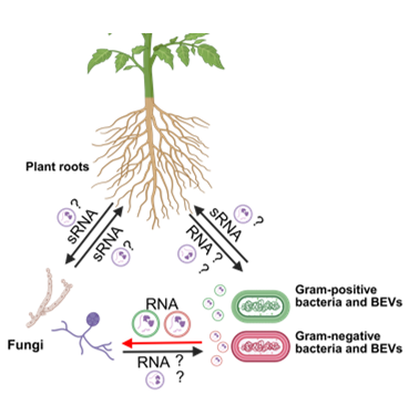 Cross-kingdom RNA trafficking from bacteria to fungi enables plant protection against fungal pathogens #research #MolecularPlant cell.com/molecular-plan…