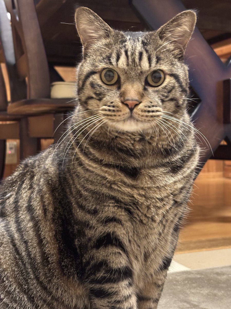 きじねこ キジトラ虎三郎 (@TH82624015) / Posts / X