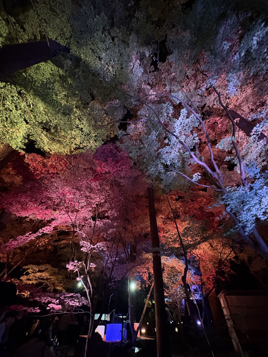 紅葉ライトアップ🍁見てきたぁ〜！ 寒かったけど綺麗だったし楽しかっ