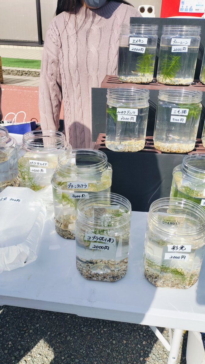 メダカの販売 昔からの緋メダカお好きで、あまり改良種に興味はない