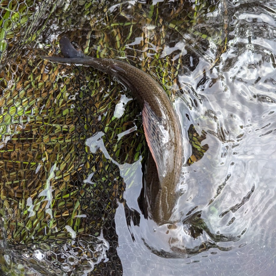 Kettle on, flask filled, waders hung by the door.
The day starts long before the first cast.
#FlyFishingDays #BeingThere #FlyFishing