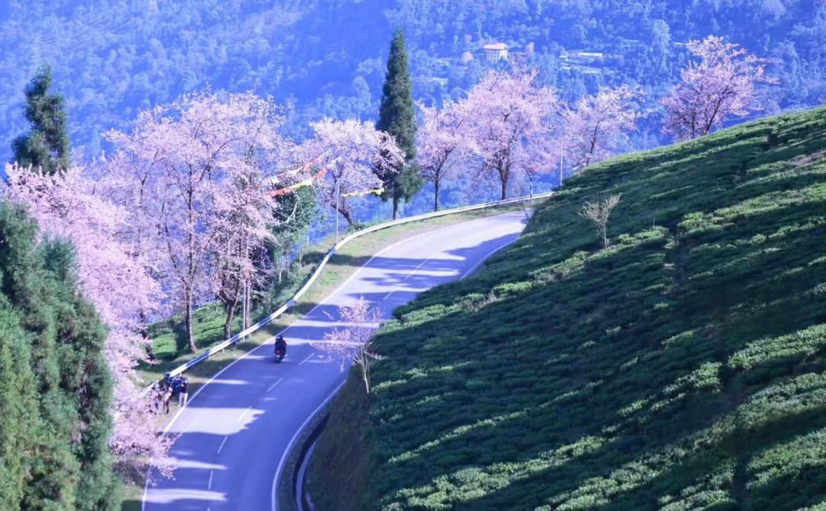 kibutsujimuza1's tweet image. 🌸Cherry blossom in Temi&apos;s land, Sikkim, India 🇮🇳😍