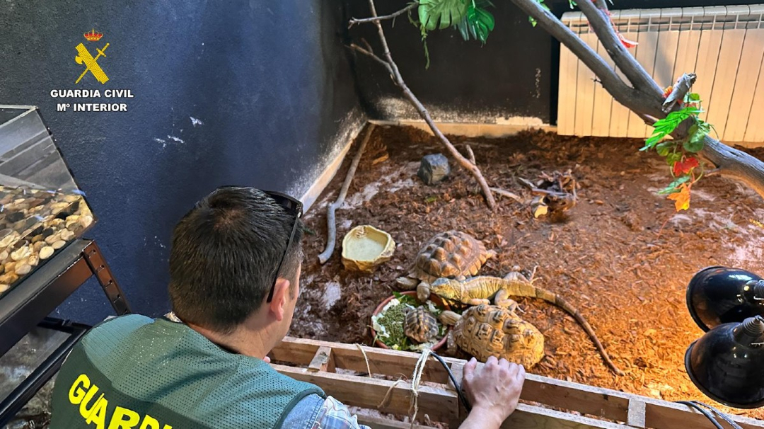 VÍDEO | Desmantelan una red que traficaba con animales exóticos bajo la fachada de una ong

f.mtr.cool/ovhxuecnkc