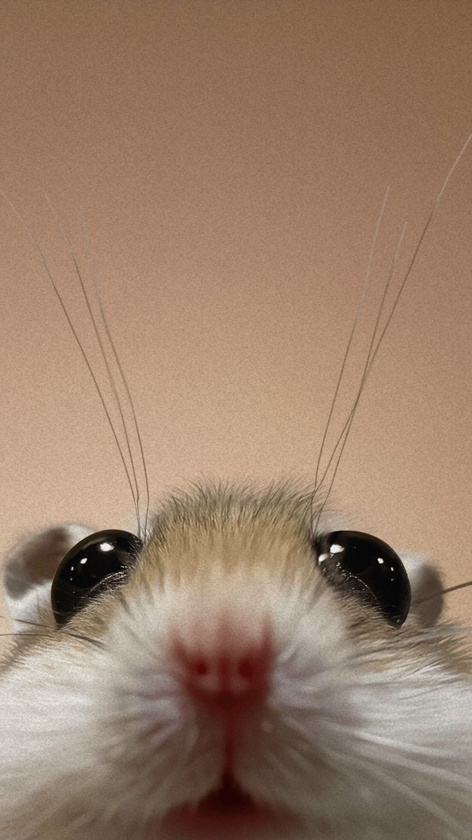 Tweets Of Hamster (@tweetsofhamster) on Twitter photo 