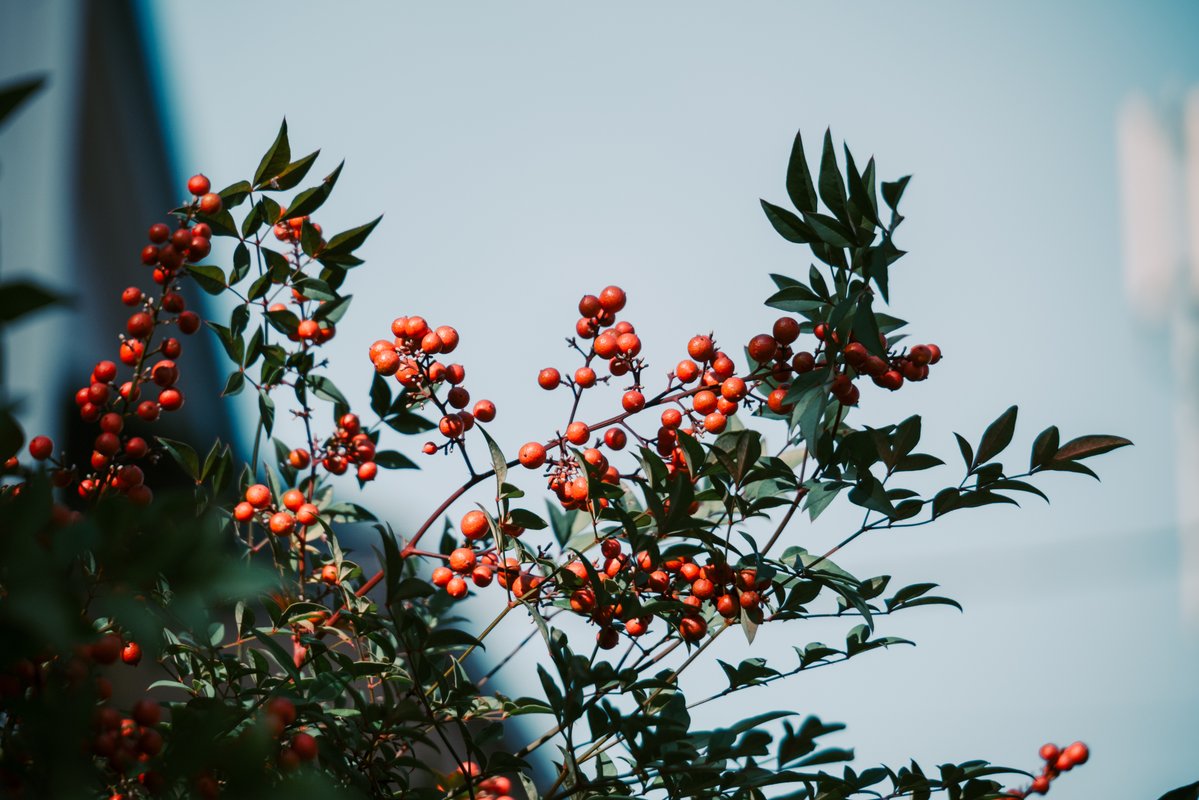 ytbo's tweet image. 小学校

#SigmaBF