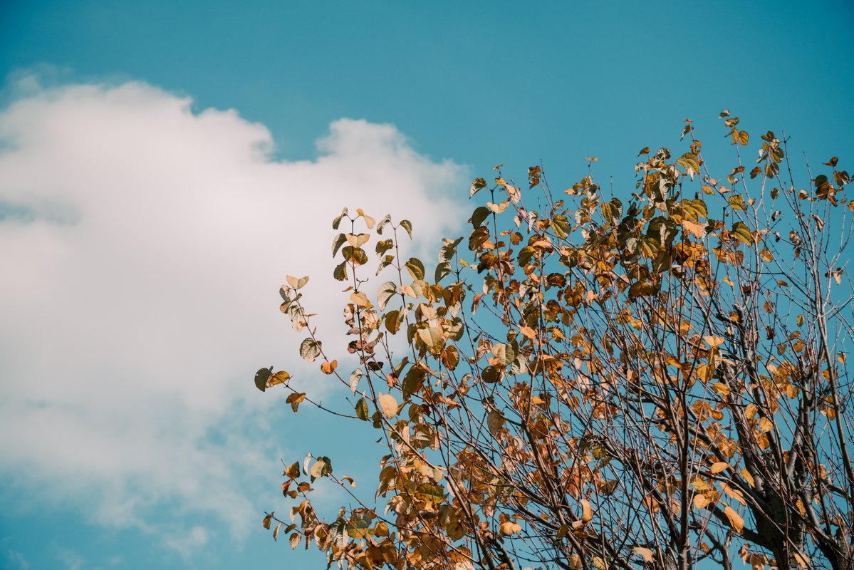 ytbo's tweet image. 小学校

#SigmaBF