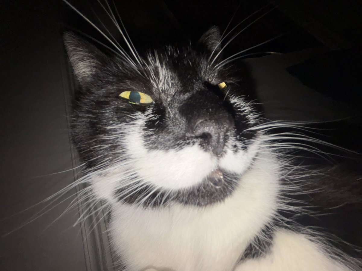 marcantoinecat's tweet photo. You can be a tough guy and drool when you’re happy. It’s ok, it’s compatible https://t.co/LgfodFKl2f