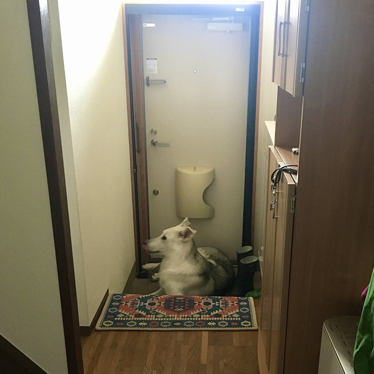 玄関で留守番阻止するサンと
前回の狼犬マンガはこちら