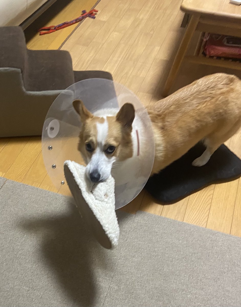 raraRAMU0221's tweet image. エリカラでもスリッパ泥棒🐶😂
#welshcorgi #コーギーのいる暮らし #小夏　#こなっちゃん