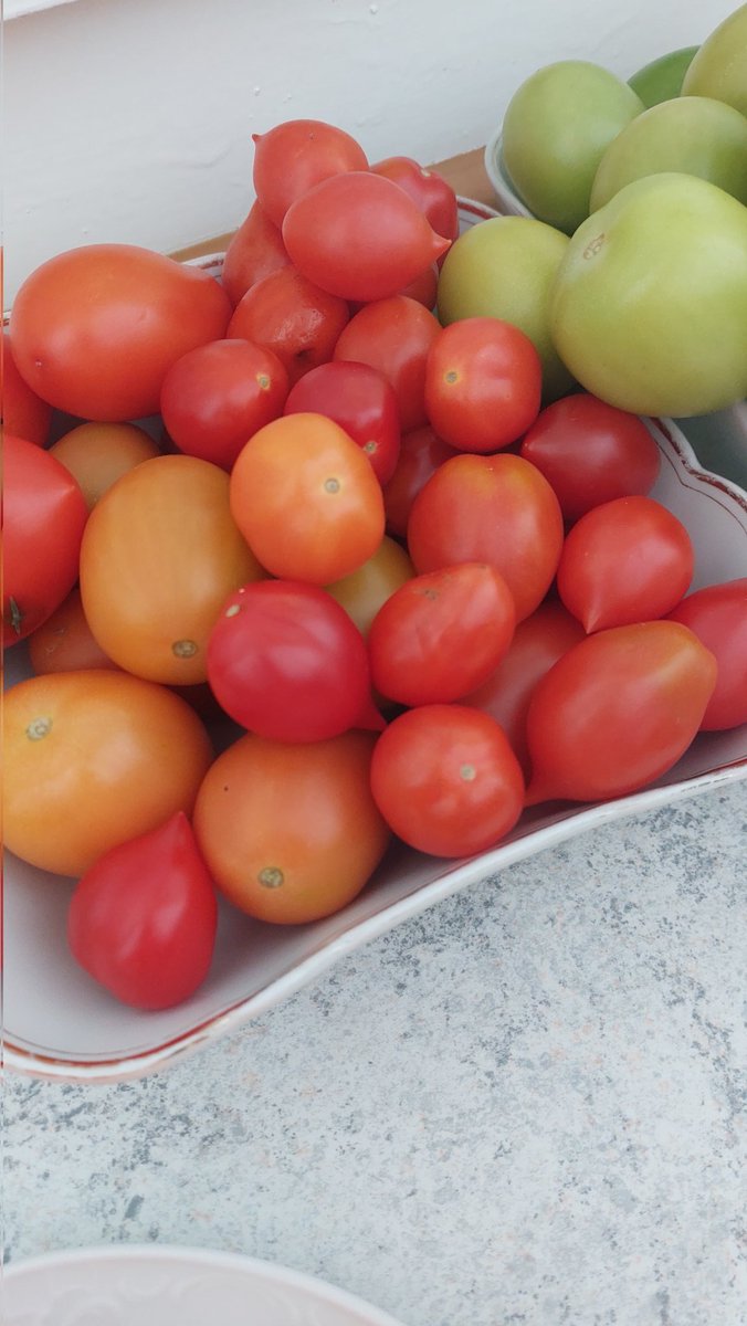 Blacky18971931's tweet photo. @DonGiardino Ich habe jetzt die letzten #Tomaten geerntet und die Tomatenpflanzen im #Garten entsorgt.
Es war ein sehr gutes Tomaten-Jahr.
Unreife #Piennolo-Tomaten reifen im #Herbst und #Winter nach und sind lagerfรคhig, so dass sie nicht verloren gehen. https://t.co/blJKrkxSy5