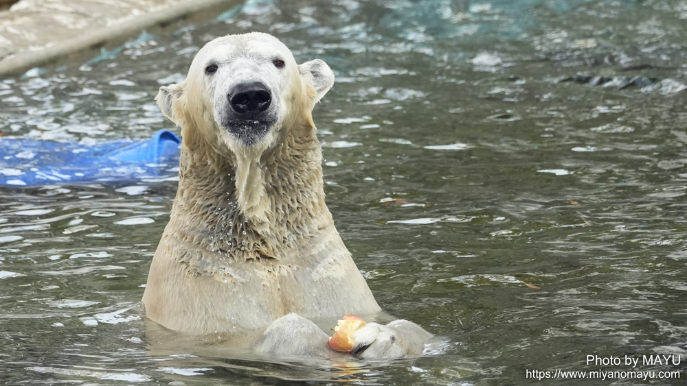 mmovies21's tweet image. 右手甲に乗せ、左手指でおさえながら、リンゴを頬張るフブキの顔は幼い頃のまま💕年末で5歳！

【名古屋】東山動植物園のホッキョクグマ「フブキ」健康管理と男磨きの日々 miyanomayu.com/archives/higas… 

#フブキ #ホッキョクグマ #polarbear