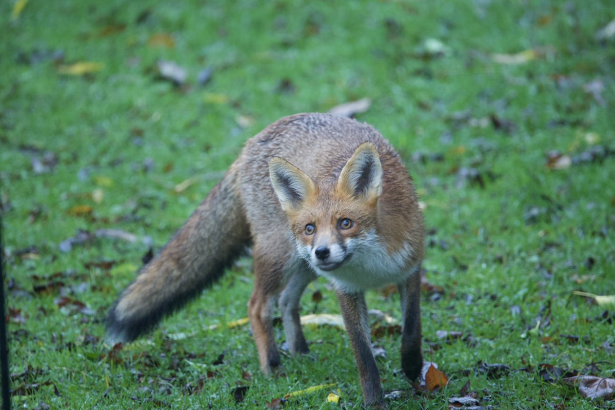 davidhateley's tweet image. One of this year’s cubs (as seen on bbc Springwatch) this morning in the rain .. @ChrisGPackham @BBCSpringwatch #FoxOfTheDay