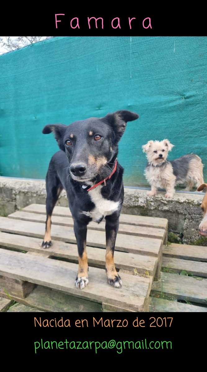 #Famara… nuestra pequeña guerrera. 🐶✨

Llegó a nosotros siendo solo un cachorrito junto a sus hermanas.
Y desde entonces ha crecido sin conocer lo que muchos dan por sentado: un hogar, una familia, un lugar donde sentirse parte de algo. 

Nunca ha tenido a nadie a quien llamar