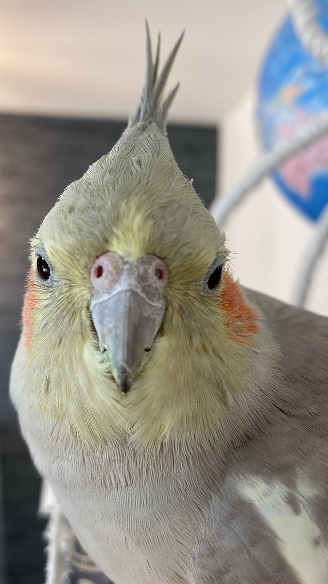 phenomenon_open's tweet photo. 今日はい��インコの日だから、うちの御神体も見てください https://t.co/9pvAHjE5Br
